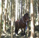 R&uuml;ckepferd bei der Arbeit